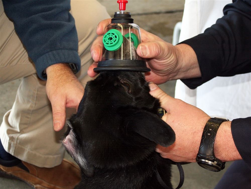 Dog receiving oxygen