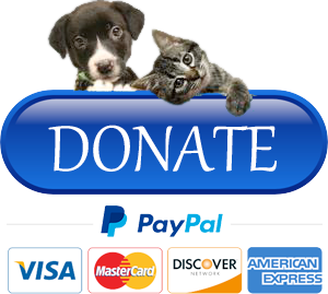 Donate with PayPal image with dog and cat (PNG)